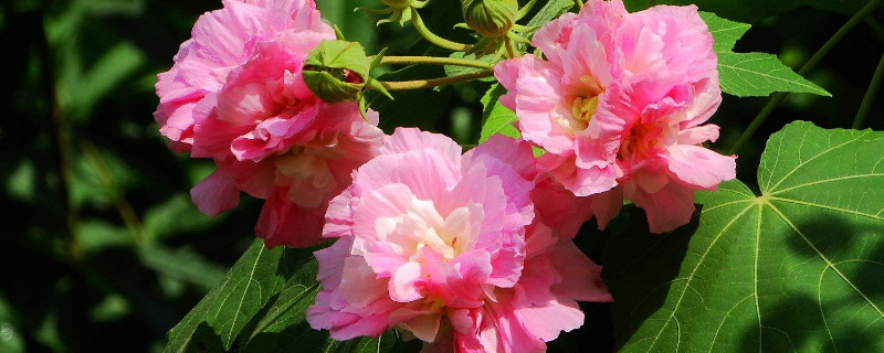 芙蓉花盆栽几月种植（芙蓉花苗什么时候栽好）