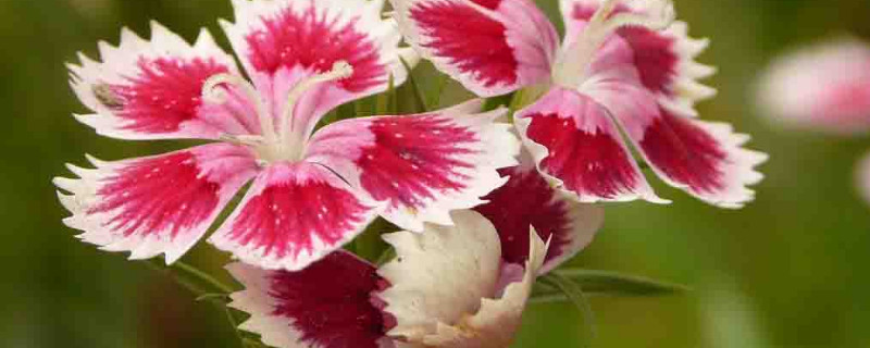 康乃馨夏天可以种植吗 康乃馨适合什么时候种植