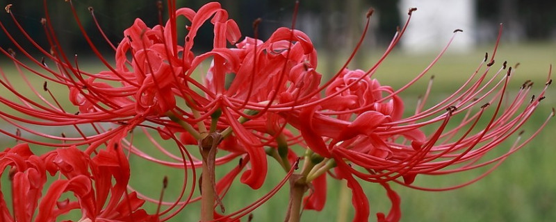 彼岸花球多久发芽(彼岸花球多久发芽开花)