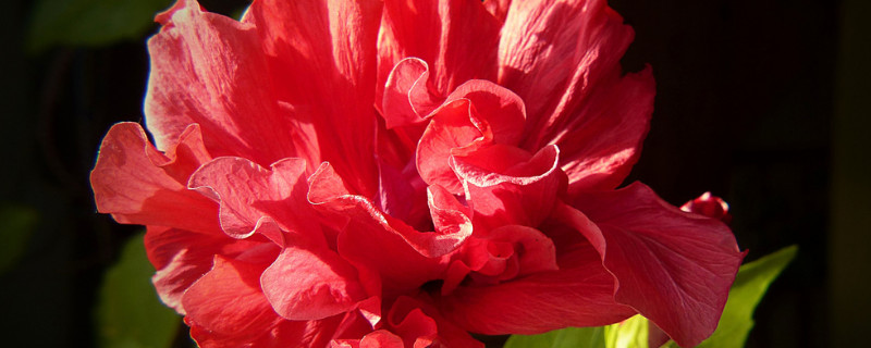 芙蓉花春天浇几次肥（芙蓉花要开花了浇点什么肥料）