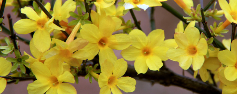 迎春花和报春花的区别（报春花和迎春花是一种花吗）