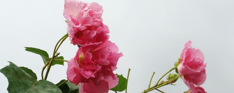 芙蓉花叶子打蔫怎么办（芙蓉花叶子蔫了是怎么回事）