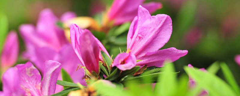 杜鹃花是什么花卉