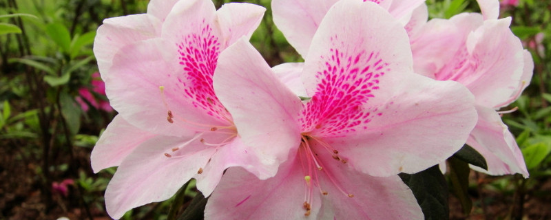 杜鹃花如何修剪能开花爆盆（杜鹃花开花以后怎么修剪）