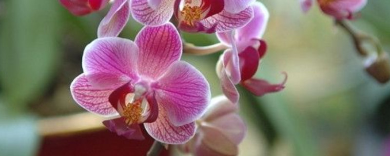 蝴蝶兰花苞为什么会蔫（蝴蝶兰花苞打蔫是什么原因）