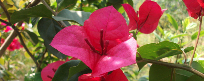 北方杜鹃花什么时候开（杜鹃花什么时侯开）