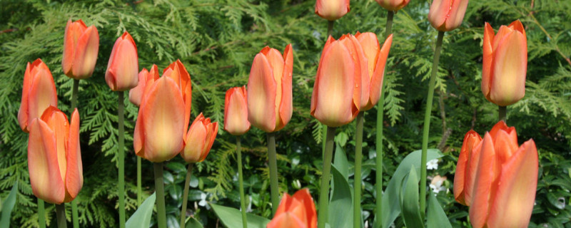 郁金香能在室外过冬吗 郁金香可以冬天养吗?