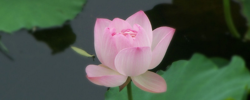 芙蓉花和莲花一样吗（芙蓉跟莲花是什么关系）