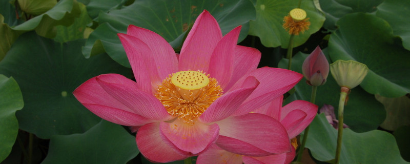 荷花怎样传播种子（荷花怎样传播种子的方法）