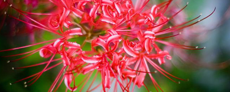 彼岸花休眠期要浇水吗（彼岸花休眠期用浇水吗）