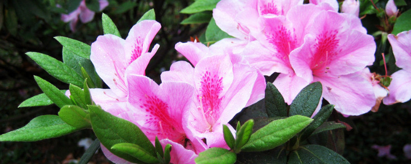 杜鹃花的花蕊是什么颜色 杜鹃花开花是什么颜色