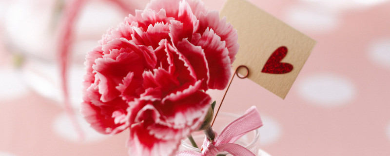 康乃馨秋天可以换盆吗（康乃馨换盆的注意事项）