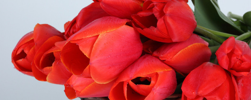 郁金香开花后怎么处理 郁金香开花后怎么处理来年才会长芽