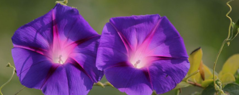 牵牛花怎么移盆 牵牛花什么时候移盆