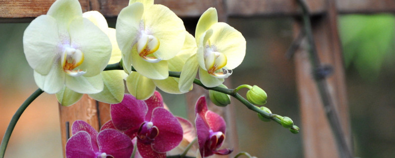 蝴蝶兰叶子多久长一片（蝴蝶兰多长时间长叶子）