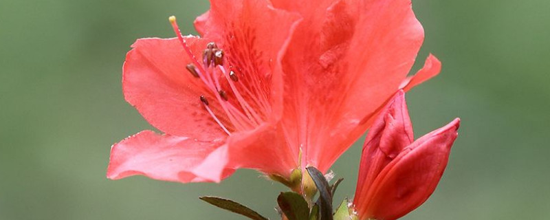 杜鹃花浇水多了怎么办 杜鹃花浇水浇多了怎么办