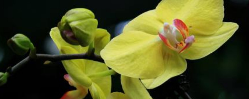 蝴蝶兰叶子枯萎了怎么回事 蝴蝶兰花枯萎怎么回事