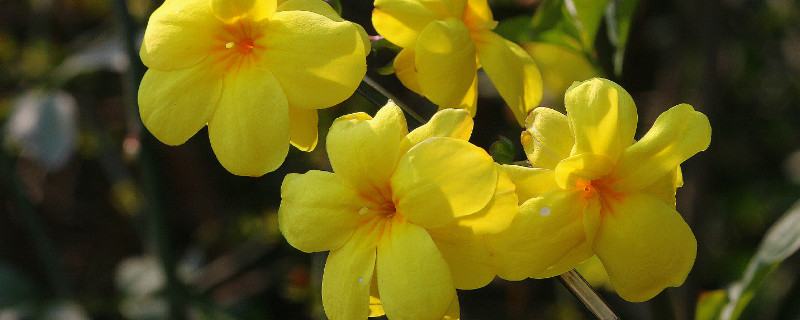 迎春花根怎么变粗 迎春花主干怎样增粗