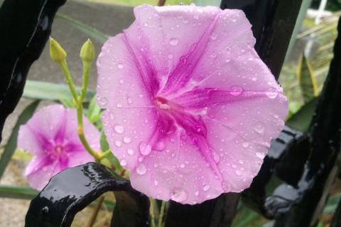 牵牛花为什么只长叶子不开花