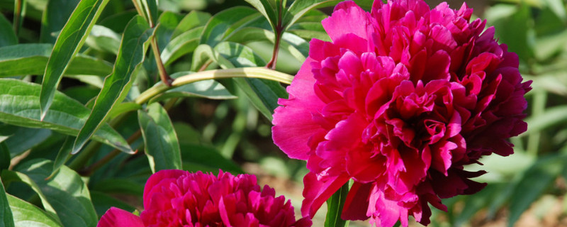 康乃馨生长缓慢什么原因 康乃馨容易枯萎吗