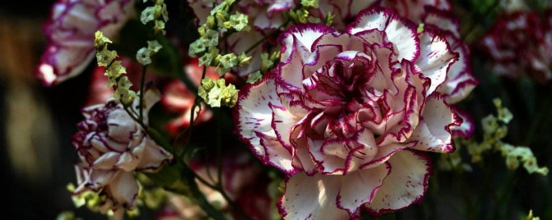 康乃馨剪下的花颈可以扦插吗（康乃馨鲜切花可以扦插吗）