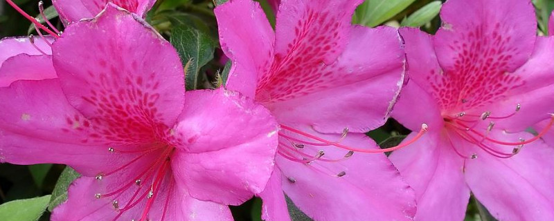 北方室内杜鹃叶子干枯掉落 北方冬季杜鹃花叶子干枯掉落