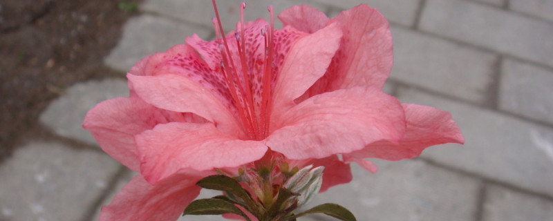 杜鹃花耐寒吗 杜鹃花是否耐寒