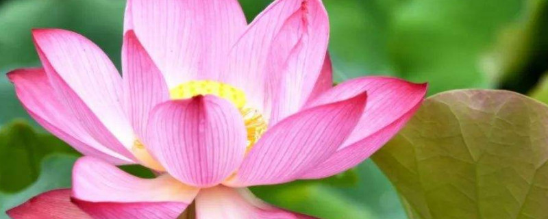 荷花种子可以种在土里吗(荷花种子直接种在土里可以吗)