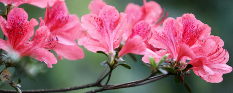 杜鹃花什么时候入室过冬（杜鹃花可以在室外过冬吗）