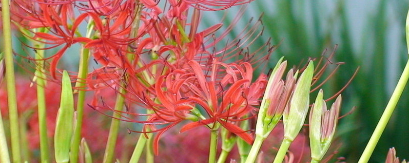 彼岸花秋天发芽怎么办 彼岸花种下三个月了为啥不发芽