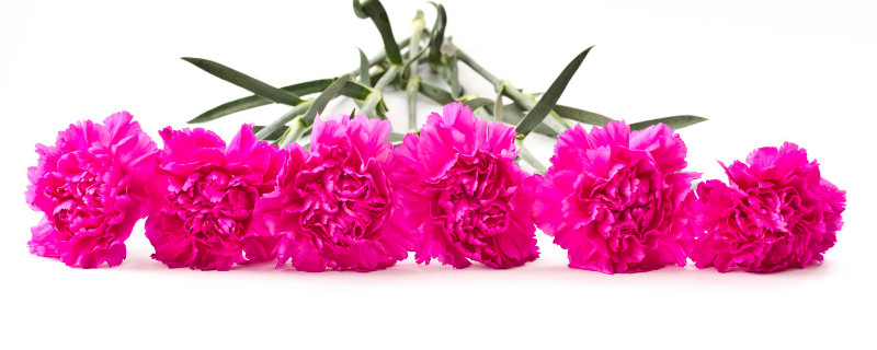 盆栽康乃馨耐寒吗 康乃馨盆栽好养吗