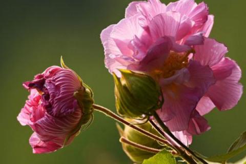 芙蓉花种子种植什么时候开花