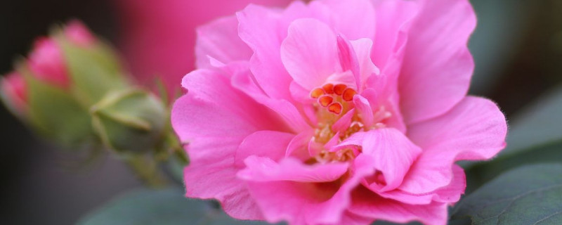 芙蓉花什么时候修剪比较好（芙蓉花期过了怎么修剪）