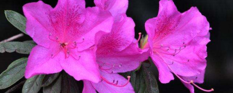 室内养杜鹃花几天浇水（杜鹃花怎么养几天一浇水）