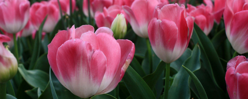 郁金香怎么水养 郁金香怎么水养时间长