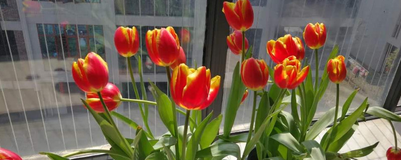 郁金香可以用营养土养吗（郁金香用什么土养）