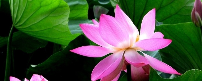 荷花有没有蜜 荷花有蜜吗