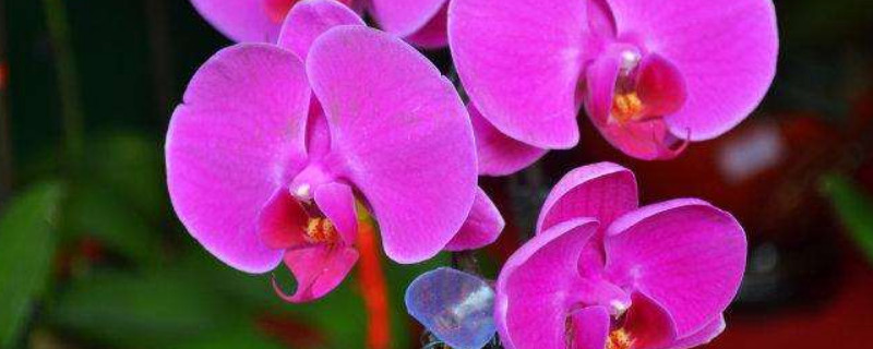 蝴蝶兰冬天怎么浇水（蝴蝶兰冬天浇水法）