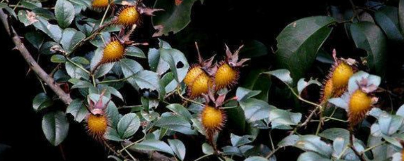 金樱子是花还是果实(长得像金樱子一样的果实)