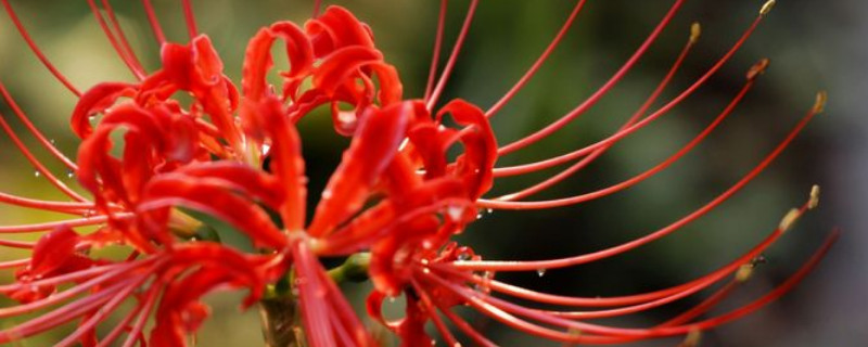 彼岸花与忽地笑的区别（彼岸花相对的是什么）