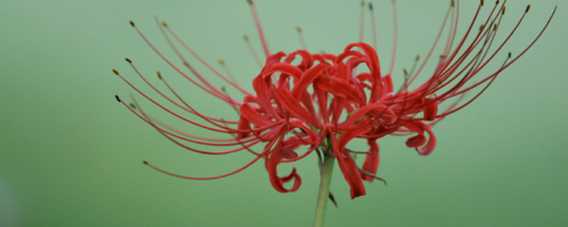 彼岸花叶子为什么黄了（彼岸花叶子发黄）