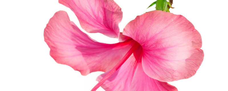 芙蓉花夏季放在哪里 芙蓉花什么季节