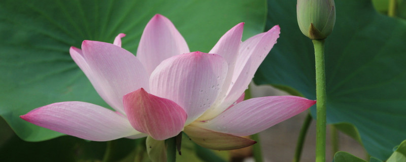 水培荷花怎样插根 荷花怎么繁殖水培荷花