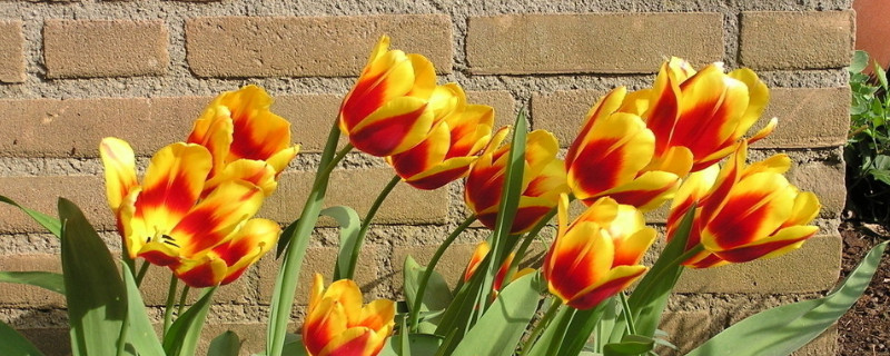 郁金香夏天种植可以吗（郁金香夏天能种吗）