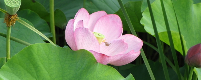 荷花对人体有害吗(旱荷花对人体有害吗)