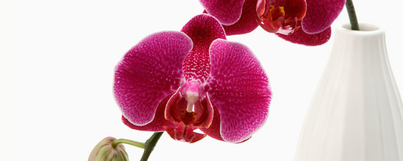 蝴蝶兰不用水苔怎么养 蝴蝶兰必须用水苔养么