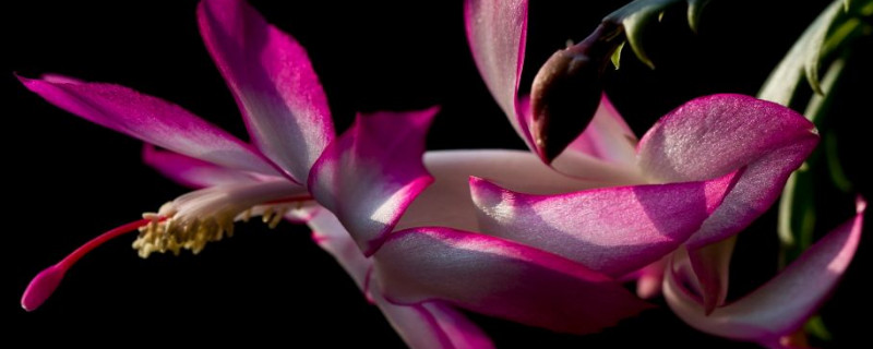 蟹甲兰的盆栽养殖方法 蟹甲兰的盆栽养殖方法和注意事项