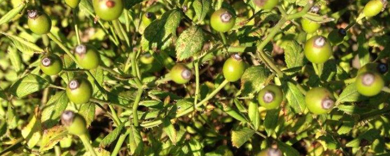 金樱子的籽有毛怎么去 金樱子用哪种方法去毛