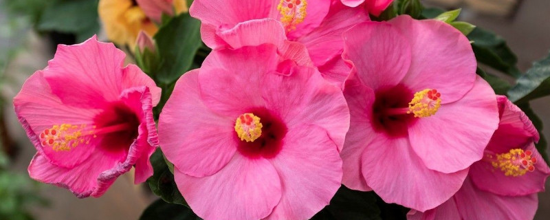 芙蓉花夏季能换盆吗 芙蓉花换盆需要注意什么