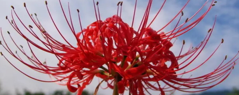 夏天可以给彼岸花换盆吗 彼岸花夏季能不能浇水